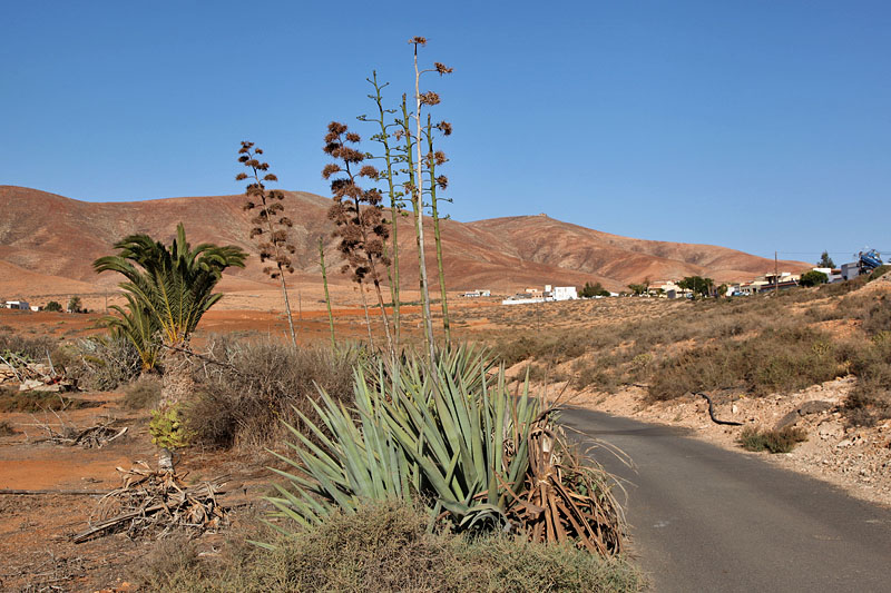 Aloe Vera und Palmen am Wegesrand