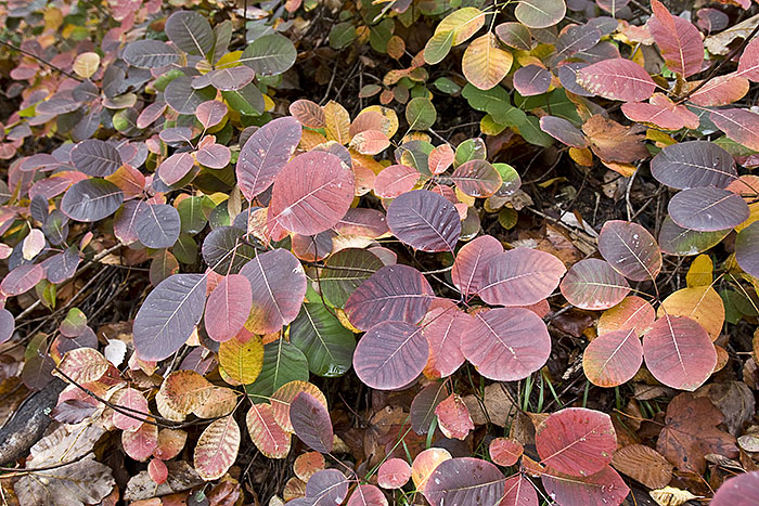 Buntes Herbstlaub