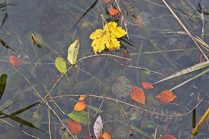 Herbstimpressionen