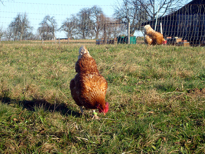 Hm, H&uuml;hnchen ...