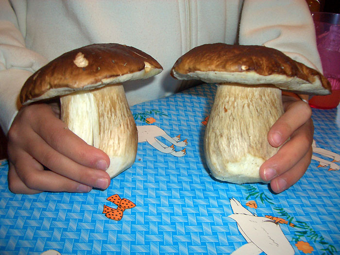 Das sind mal ordentliche Steinpilze