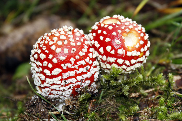 So giftig Fliegenpilze auch sind, sie sind einfach sch&ouml;n