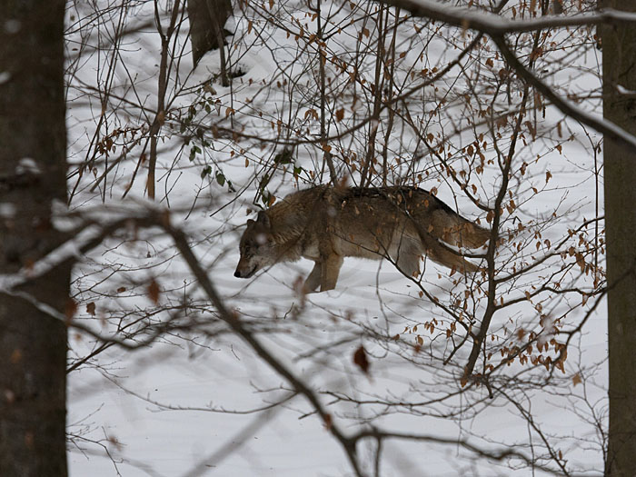 ... der zweite Grund ist meine Angst vor Hunden, zum Gl&uuml;ck ist das keiner ;-)