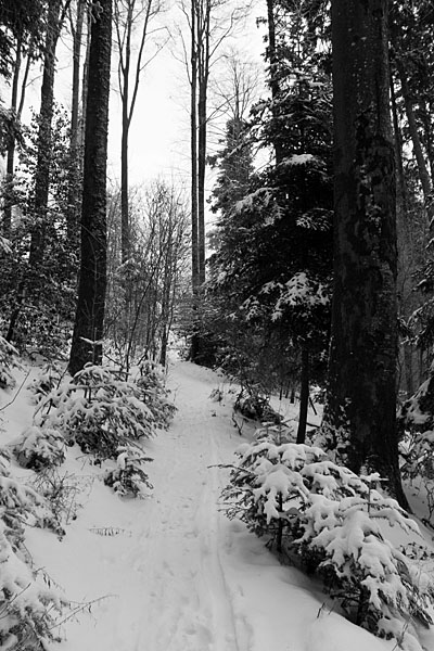 Waldweg