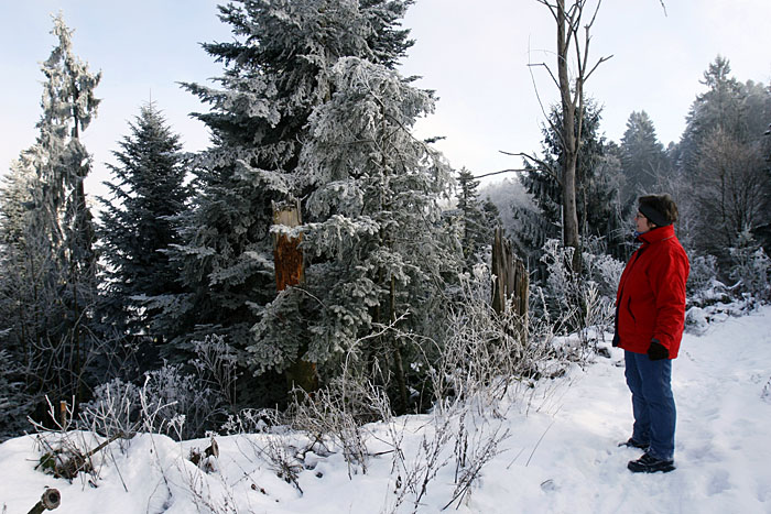 Frostige Tannen
