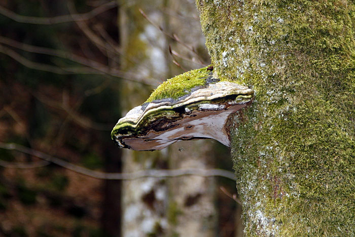 &Uuml;berall wachsen diese Baumpilze