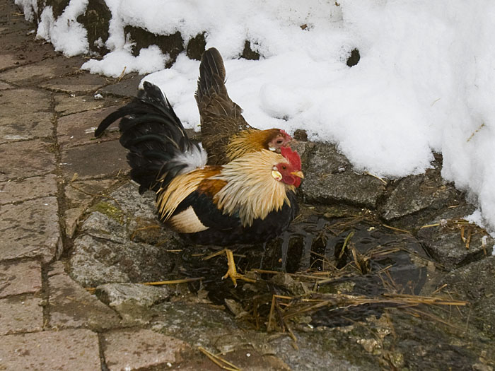 Hähne an der Muckenmühle