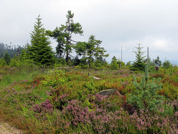 Nach dem Kahlschlag durch den Sturm Lothar, wachsen die B&auml;ume langsam nach