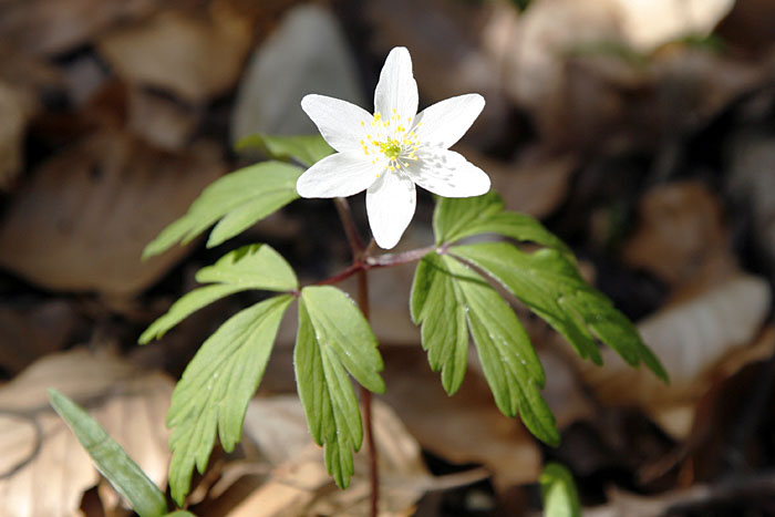 Busch-Windr&ouml;schen (Anemone nemorosa)