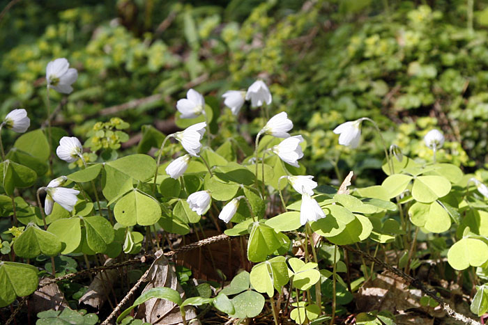 Gemeiner Sauerklee (Oxalis acetosella)