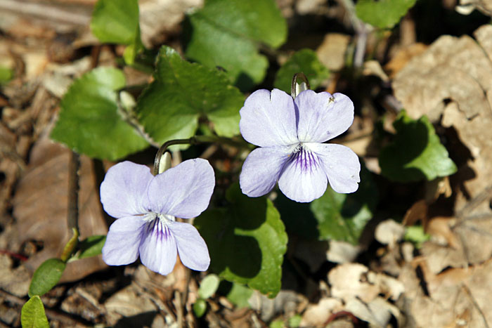 Rivinus-Veilchen (Viola riviniana)