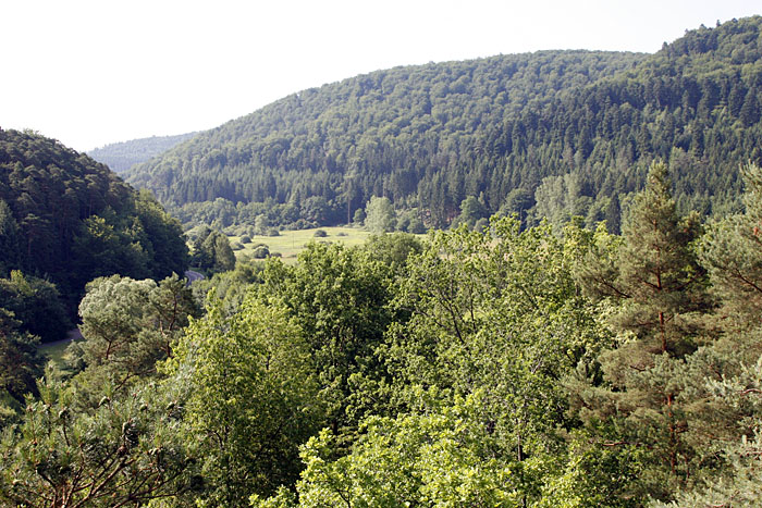 ... kann man &uuml;ber die Baumwipfel hinweg weit in die Ferne schauen