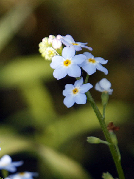 &Uuml;berall leuchten Blumen ... Sumpf-Vergissmeinnicht (Myosotis scorpioides)