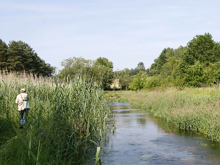 Schmaler Weg durch das Schilf