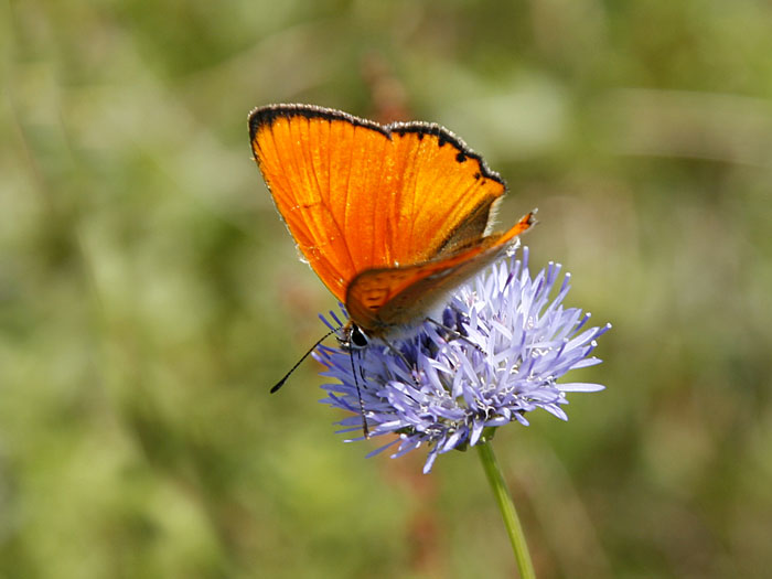 Einer von vielen Schmetterlingen: Dukatenfalter (Lycaena virgaureae)