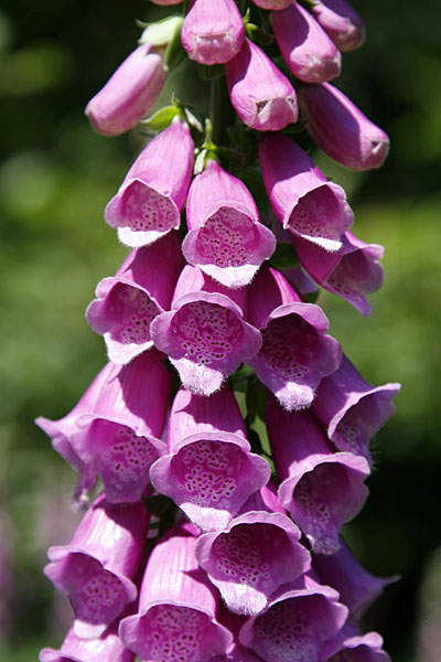 Fingerhut etwas n&auml;her betrachtet