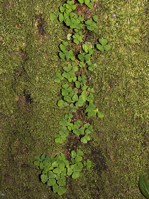 Klee wächst den Baum hinauf?