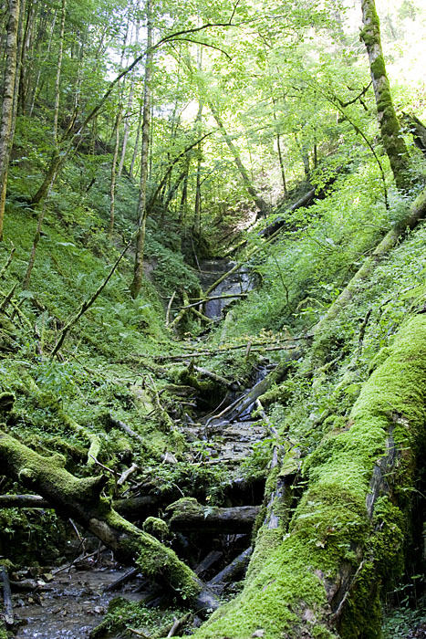 Urwald