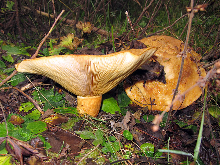 Solche Pilze findet man haufenweise