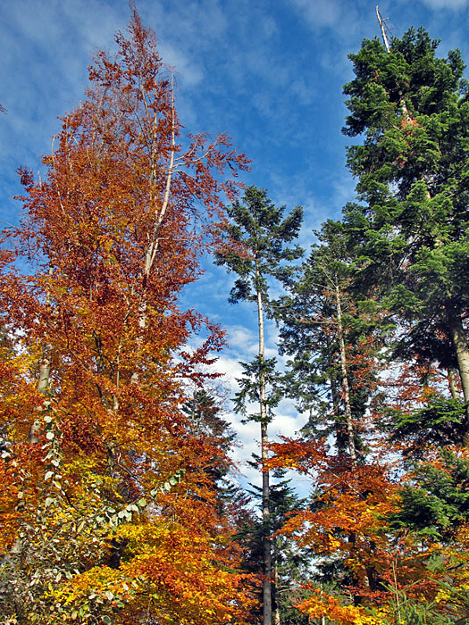 Laub- und Nadelb&auml;ume