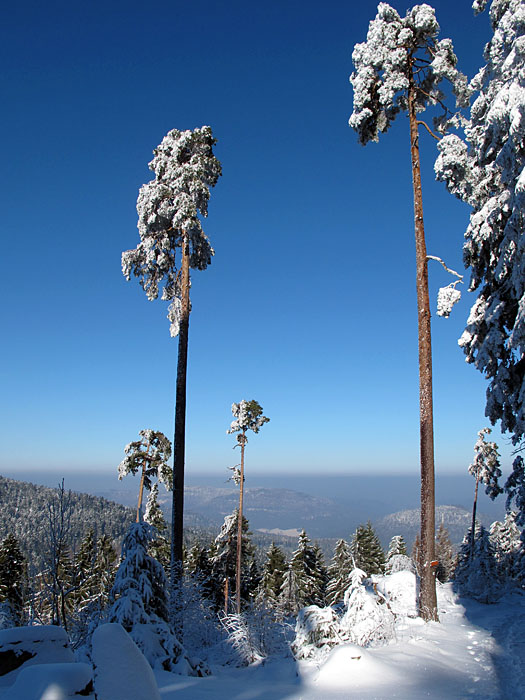 Blick ins Rheintal