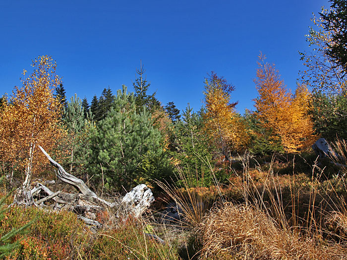 Farbenpracht