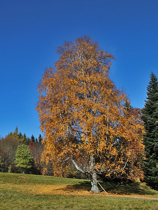 Herbstlicher Baum