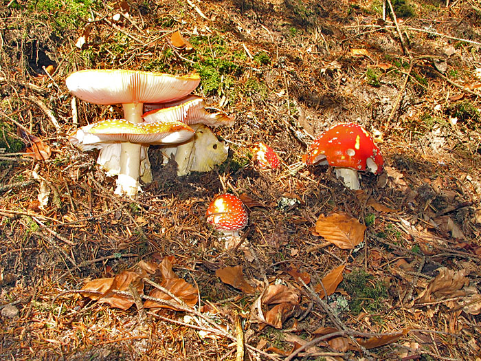 Herbst ist Pilzzeit