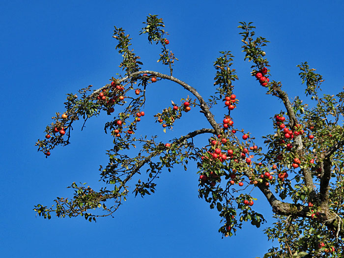 Schöne rote Äpfel