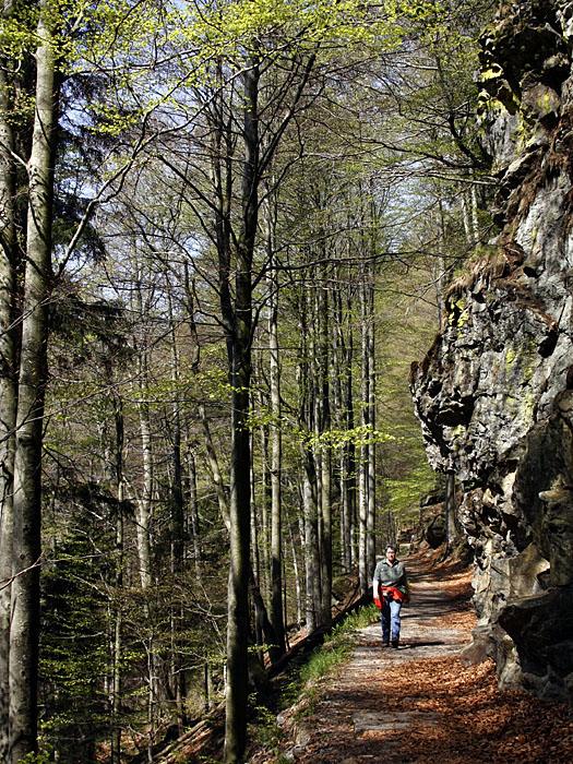 Schattige Waldwege erleichtern das Laufen bei warmen Temperaturen