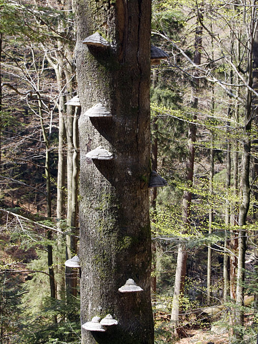 Zunderpilze an einem abgestorbenen Baum