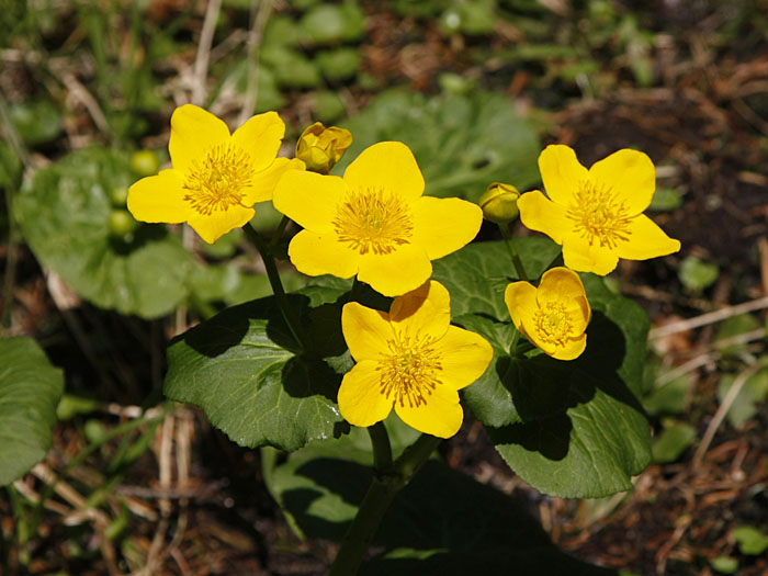 Sumpfdotterblumen am Großen Arbersee