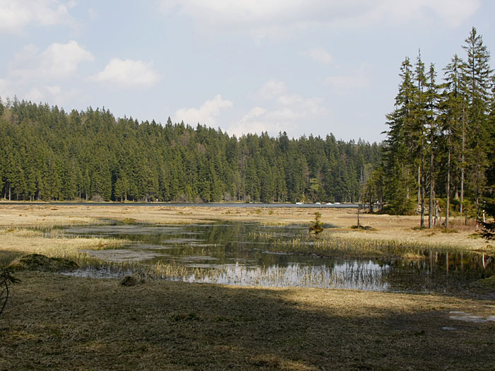 Sumpflandschaft am Großen Arbersee