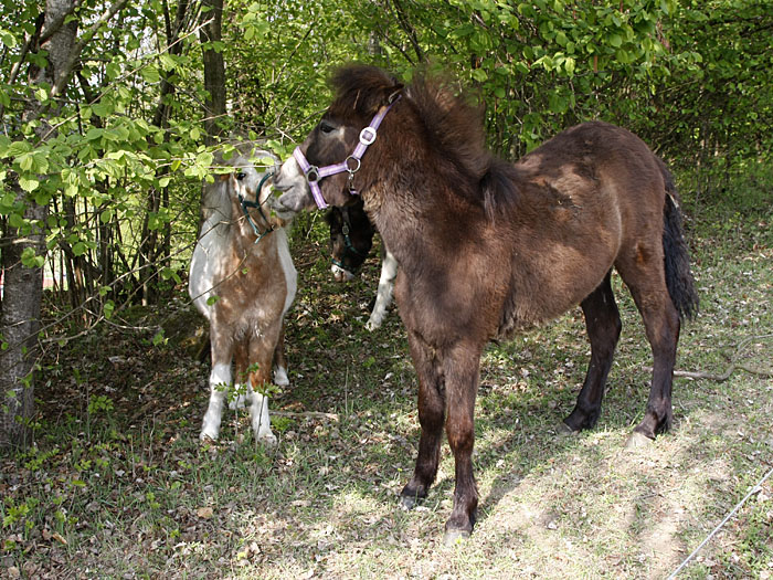 Pferde im Wald?