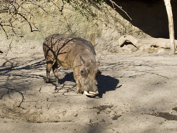 Warzenschwein