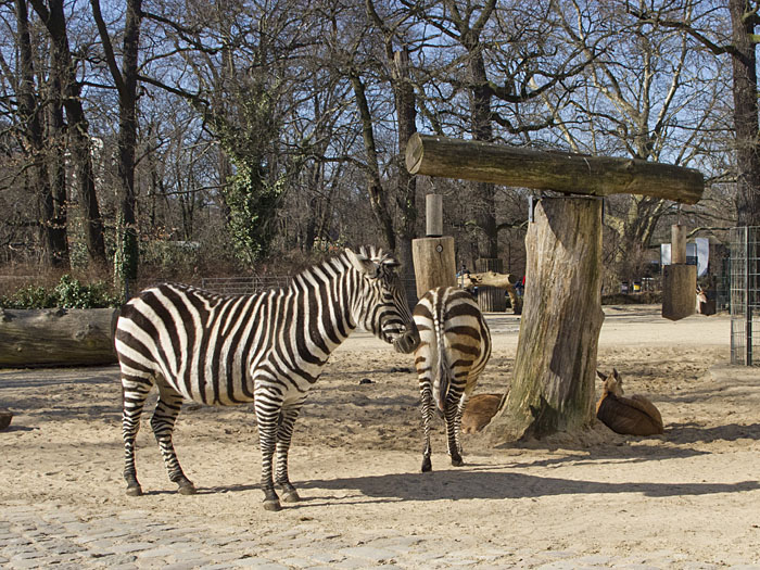 Grevyzebra