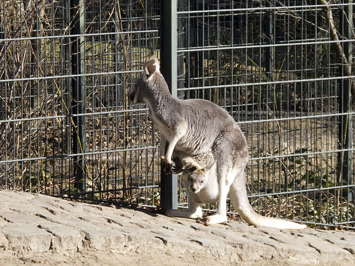 Australisches Taxi ;-)