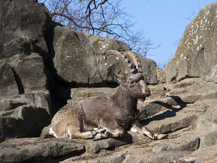Steinbock