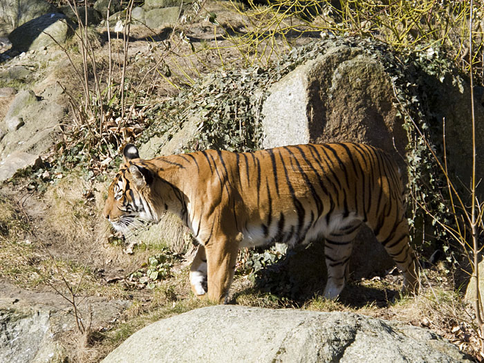 Wenn es dem Tiger zu wohl wird ...