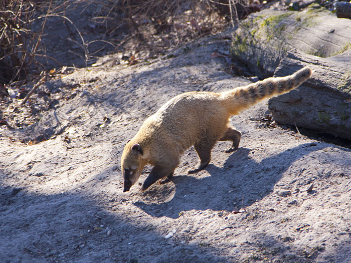 Nasenbär