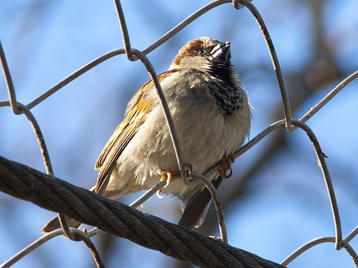 Spatz