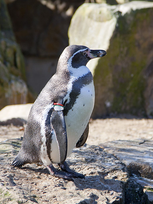 Pinguin ...