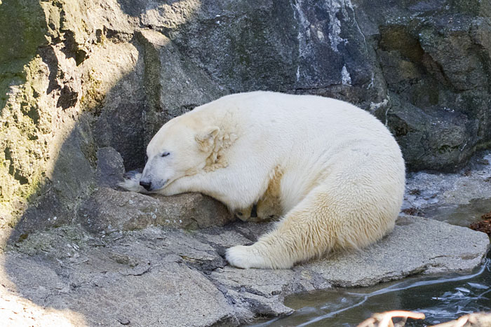 Schlafbär
