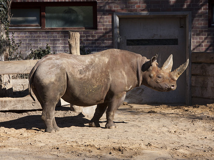 Rhinozeros