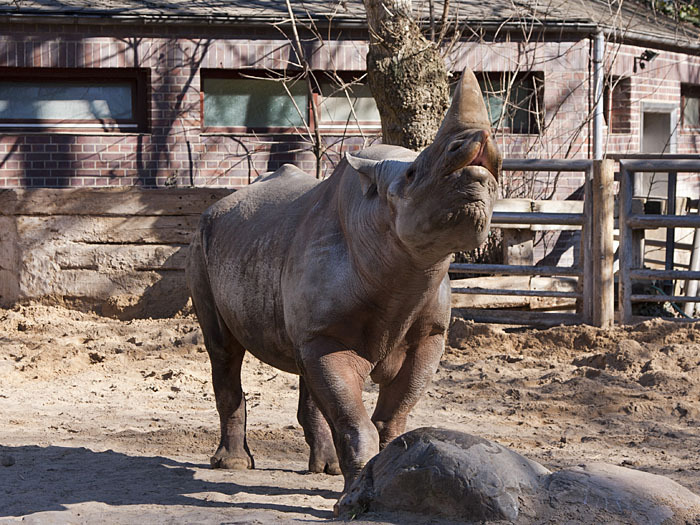 Auch Nashörner flehmen