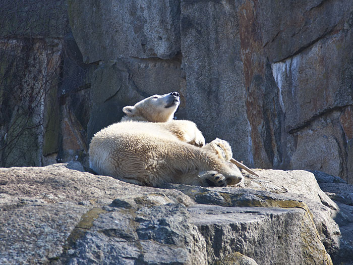 Schnüffelbär