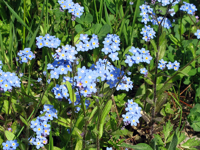 Sumpf-Vergissmeinnicht (Myosotis scorpioides)