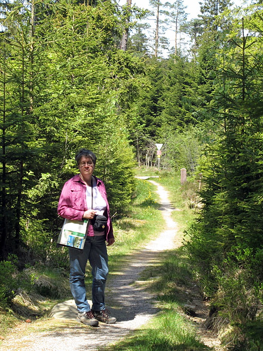 Lichter Waldweg
