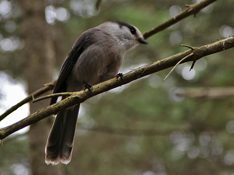 Ein Gray Jay (Perisoreus canadensis)