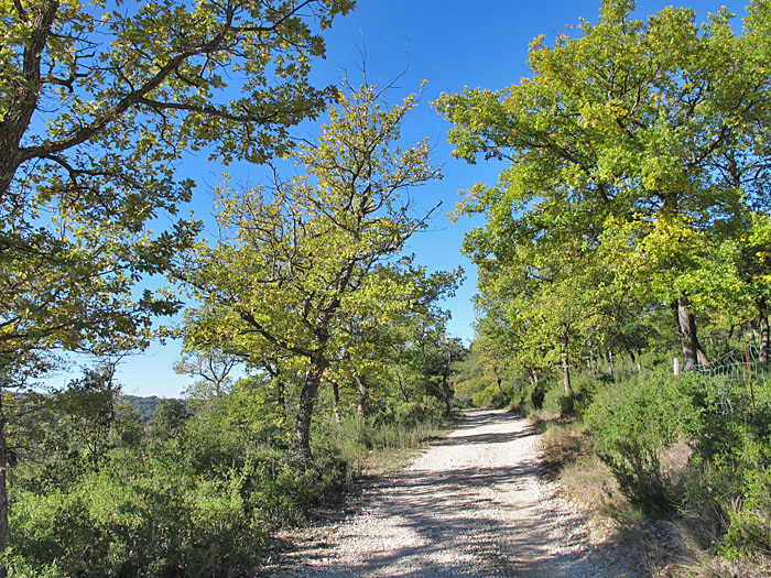 Schöne Allee
